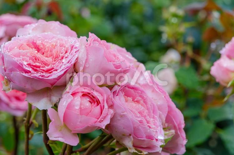 しずく煌めくピンクの薔薇 薔薇,花,花びらの写真素材
