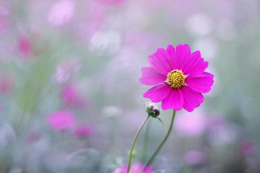 コスモスの花のある風景 コスモスの花のある風景の写真