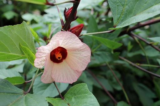ピンクの薄化粧が可愛いローゼルの花 ピンクの薄化粧が可愛いローゼルの花 ローゼル,ハイビスカスローゼル,花の写真素材