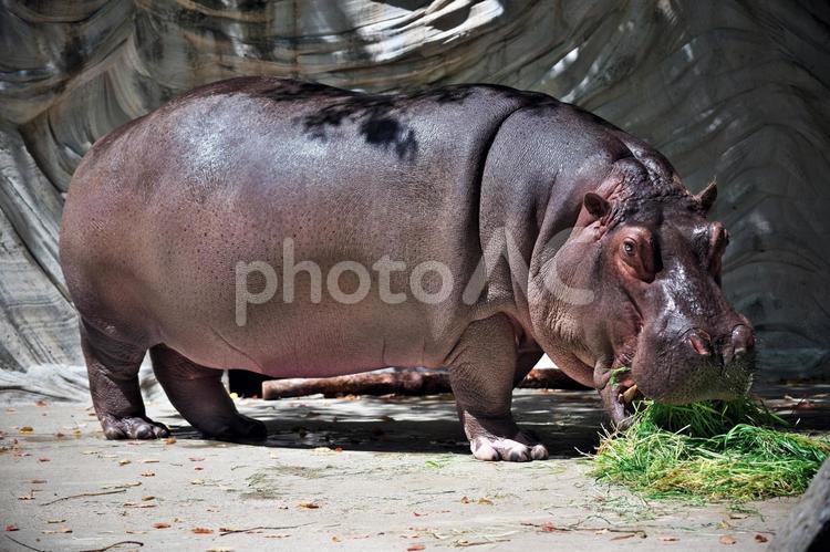 食事中のカバ（カメラ目線） カバ,野生動物,動物園の写真素材