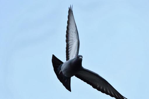 鳩 鳩の写真