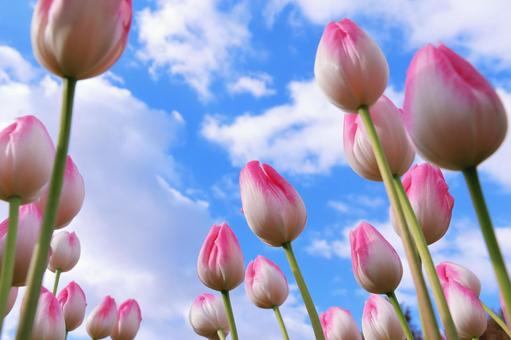 アイスチューリップ　ピンク色 アイスチューリップ,チューリップ,花の写真素材