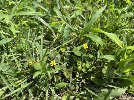 カタバミの小さな黄色い花 カタバミの小さな黄色い花 カタバミ,雑草,野草の写真素材