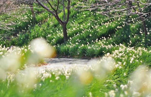満開のスイセン 水仙,スイセン,水仙まつりの写真素材