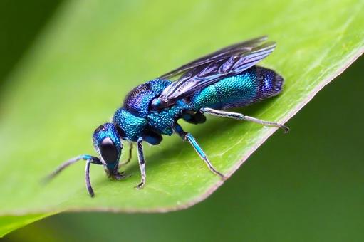 クロバネセイボウ セイボウ,青蜂,クロバネセイボウの写真素材