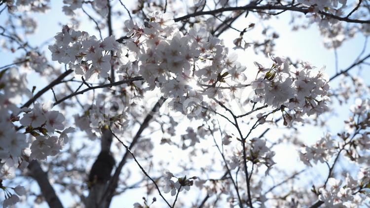 桜 桜,さくら,春の写真素材
