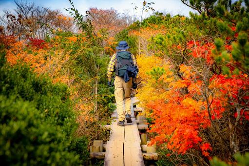 那須で紅葉ハイキング 那須で紅葉ハイキング 紅葉,那須,姥ヶ平の写真素材