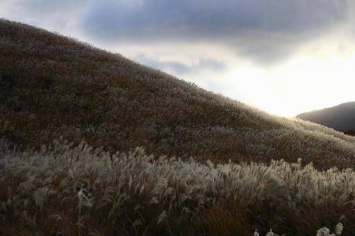 草原 すすき,草原,秋の写真素材