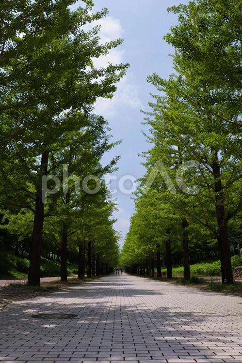 夏の公園のイメージ 公園,夏,自然の写真素材