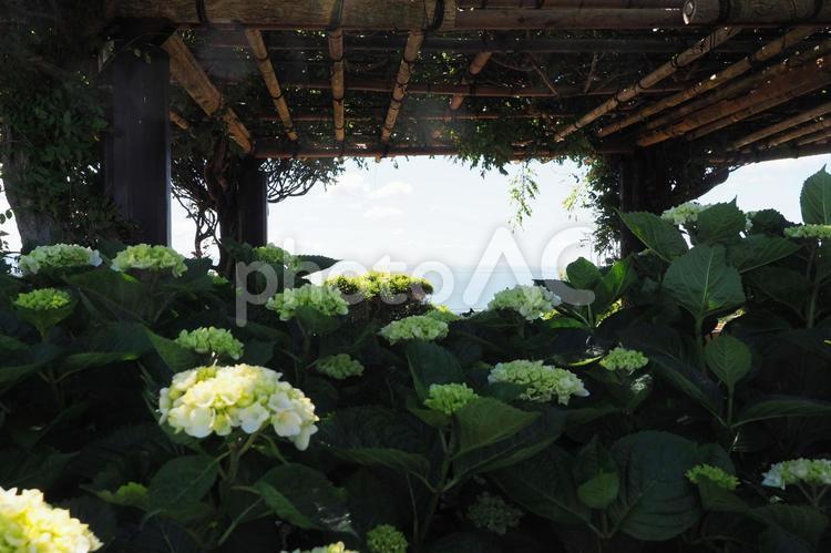 晴れの日に美しい紫陽花 あじさい,アジサイ,紫陽花の写真素材
