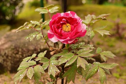 春の牡丹の花 春の牡丹の花 牡丹,ボタン,牡丹の花の写真素材