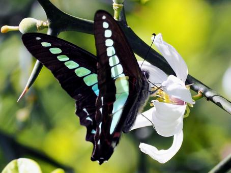 からたちにアオスジアゲハ アオスジアゲハ,からたち,カラタチの花の写真素材