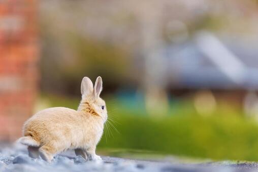 大久野島の兎 うさぎ,大久野島,子うさぎの写真素材