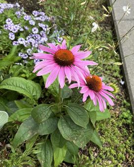 ムラサキバレンギク ムラサキバレンギク キク,紫の花,秋の花の写真素材