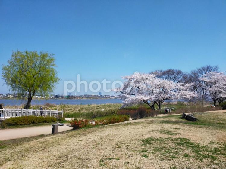河川敷の桜 公園,外遊び,楽しいの写真素材