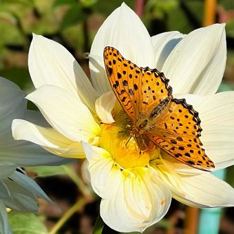 ダリアと蝶 ダリアと蝶 秋の花,季節感,花と蝶の写真素材