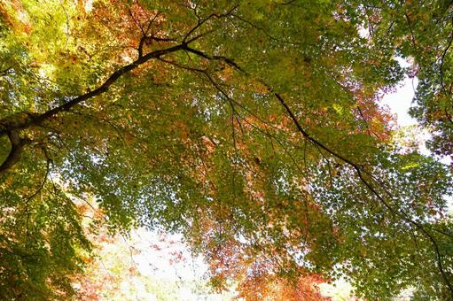 青空と川岸を彩る紅葉の林 紅葉,川,川岸の写真素材