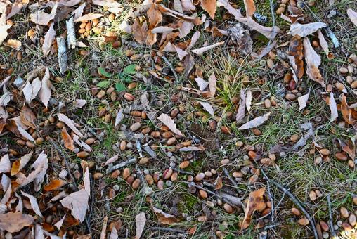 どんぐり どんぐり,枯れ葉,落ち葉の写真素材