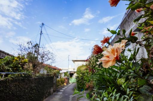 ハイビスカス ハイビスカス,那覇,那覇市の写真素材