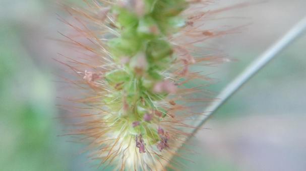 エノコログサの一種キンエノコロ エノコログサの一種キンエノコロの写真