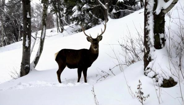冬の雪の中のエゾシカ　北海道の写真