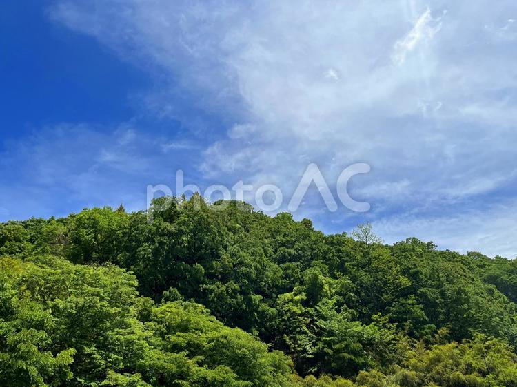 緑の森と青空の風景 森,空,背景の写真素材