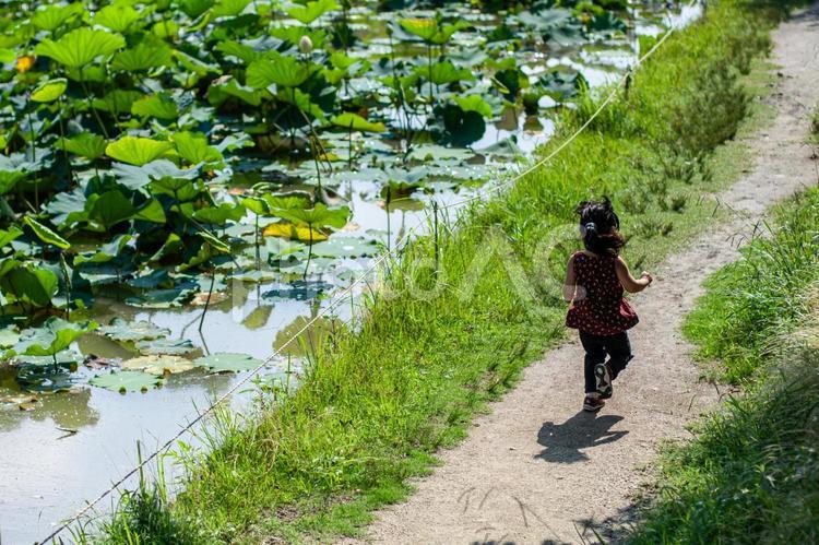 夏の散歩道を走る子供 子供,走る,池の写真素材