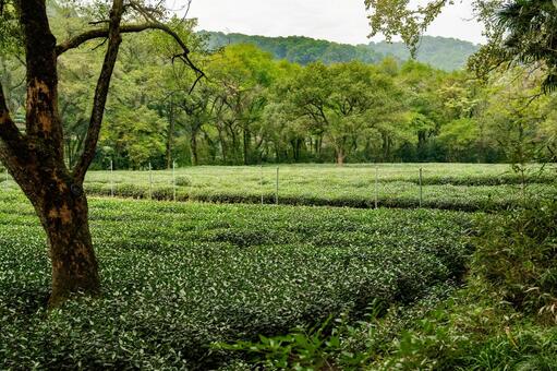杭州・九溪 龍井茶 茶畑 九溪,龍井茶,茶畑の写真素材
