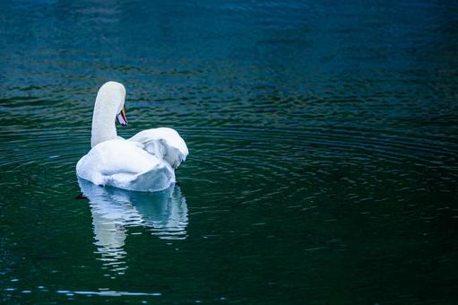 池を泳ぐ白鳥の後ろ姿 池を泳ぐ白鳥の後ろ姿 白鳥,ハクチョウ,スワンの写真素材