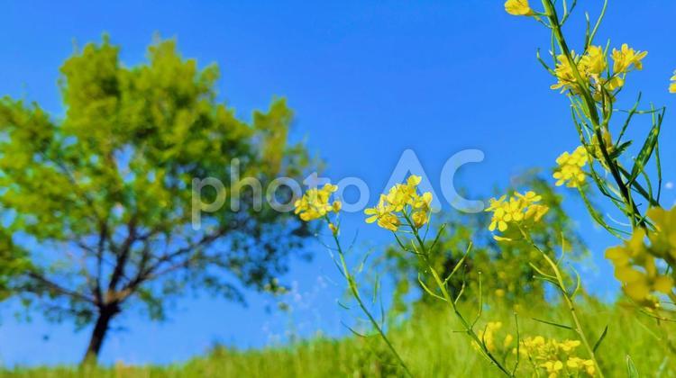 菜の花と青い空　穏やかな自然風景 空,自然,春の風景の写真素材