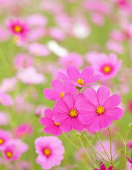 Deep pink and light pink cosmos (vertical), JPG