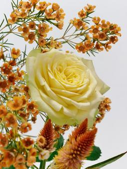 黄色のバラとオレンジ色の花 花,バラ,ワックスフラワーの写真素材