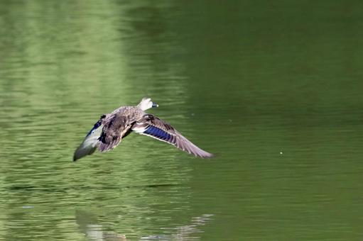 飛び立つ! 飛び立つ!の写真