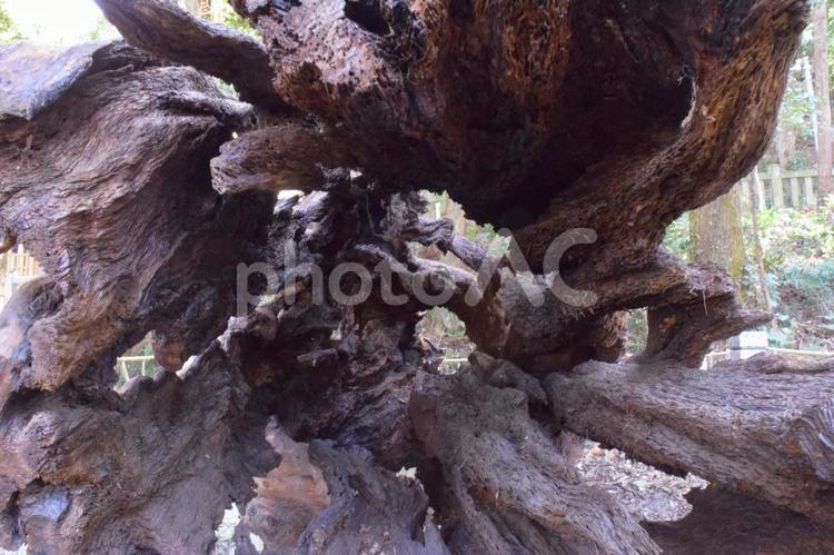木　空洞　渦巻き 木,空洞,渦巻きの写真素材