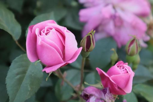 バラ園のピンクの薔薇を撮りました バラ園のピンクの薔薇を撮りました 花,薔薇,自然の写真素材