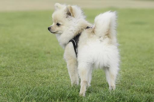 ポメラニアン【生後約7か月】 ポメラニアン【生後約7か月】 ポメラニアン,犬,いぬの写真素材