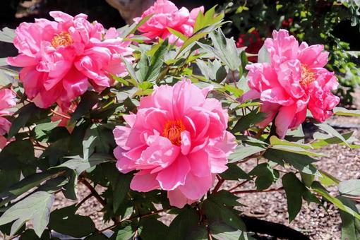 薬木 牡丹,花,flowerの写真素材