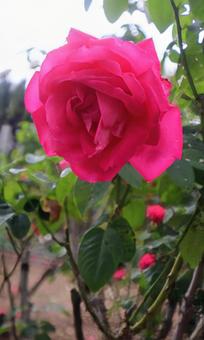 バラは4種の仲間から生まれた バラ,花,flowerの写真素材