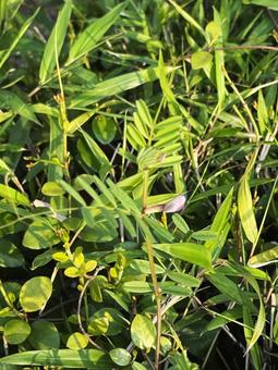 Photo, ঘাস, বসন্ত, শ্যামলিমা, 