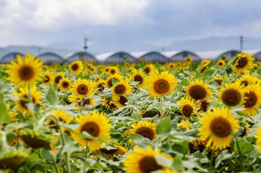 諫早中央干拓のヒマワリ畑 諫早中央干拓のヒマワリ畑の写真