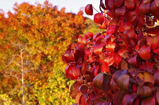 色づくハナミズキの葉 紅葉,色づく,ハナミズキの写真素材