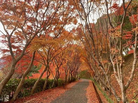 紅葉の並木道 紅葉の並木道の写真