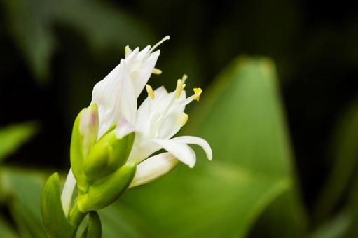 コバギボウシの開花 1 コバギボウシの開花 1 コバギボウシ,野草,自然の写真素材