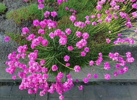 花壇に咲くピンクの小花 花壇に咲くピンクの小花の写真