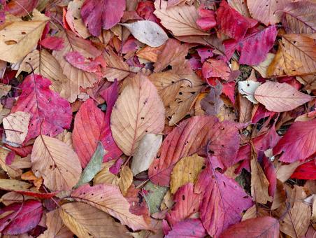 落ち葉 落ち葉 秋,紅葉,落ち葉の写真素材