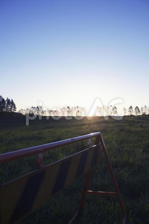 Power grid, JPG Power grid, white birch and wood, a row of trees, sunrise, JPG