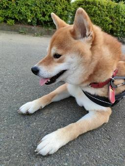 お散歩休憩する柴犬くるみです! お散歩休憩する柴犬くるみです! 犬,柴犬,shibainuの写真素材