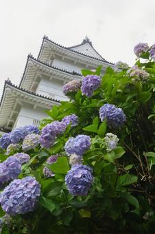 Hydrangea and castle, JPG