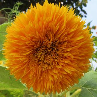 ヒマワリ(向日葵) ヒマワリ(向日葵) ヒマワリ,向日葵,花の写真素材