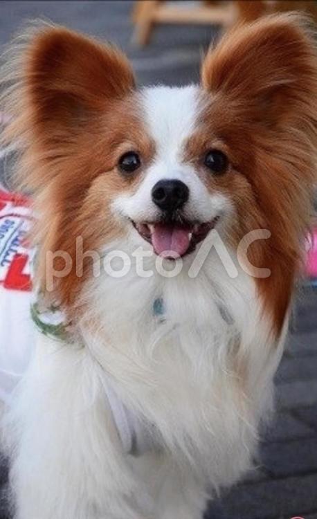 長男：クウさん 犬,パピヨン,ペットの写真素材